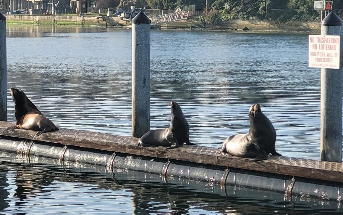 California sea lions in Seattle's Shilshole Bay lounge on a buoy despite a no loitering sign just above