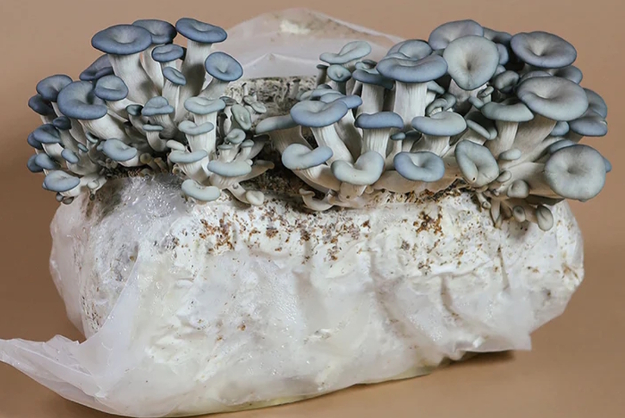 blue oyster mushrooms