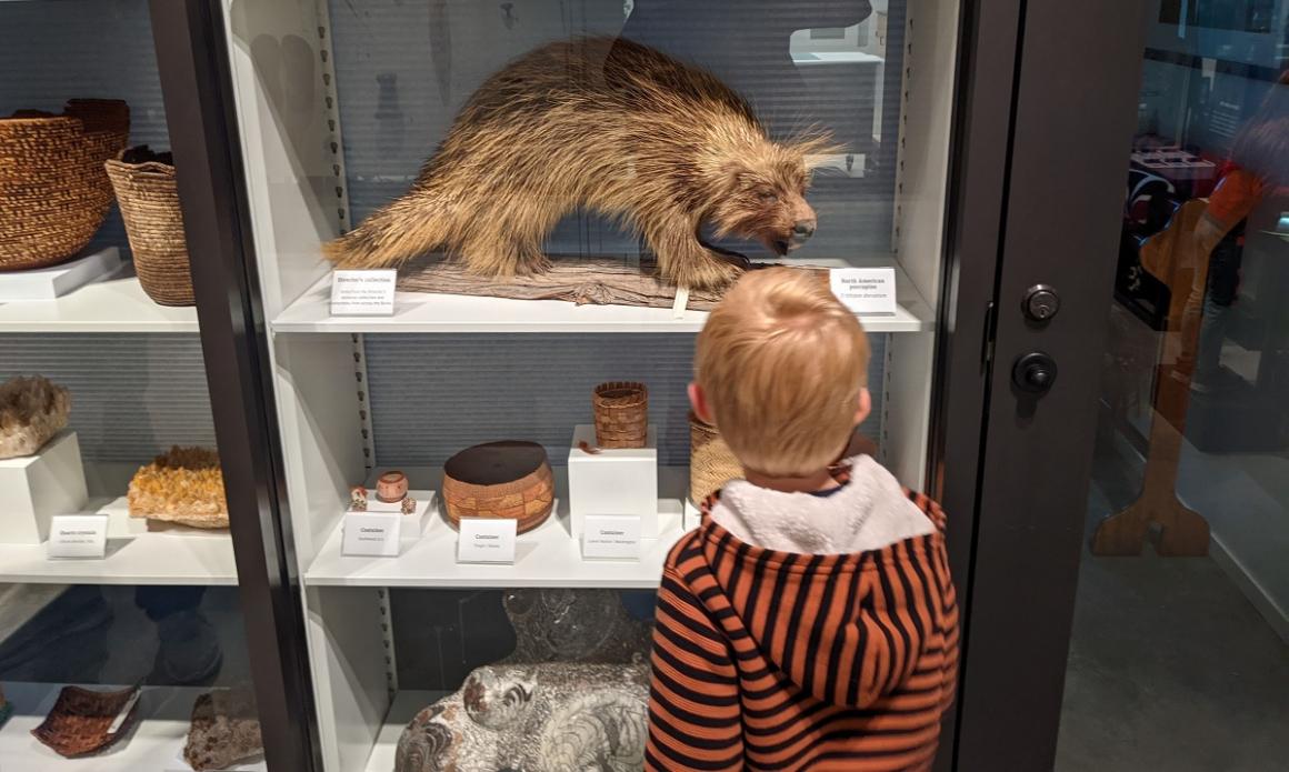 Boy looking at taxidermied specimens animals at Seattle's Burke Museum of Natural History and Culture