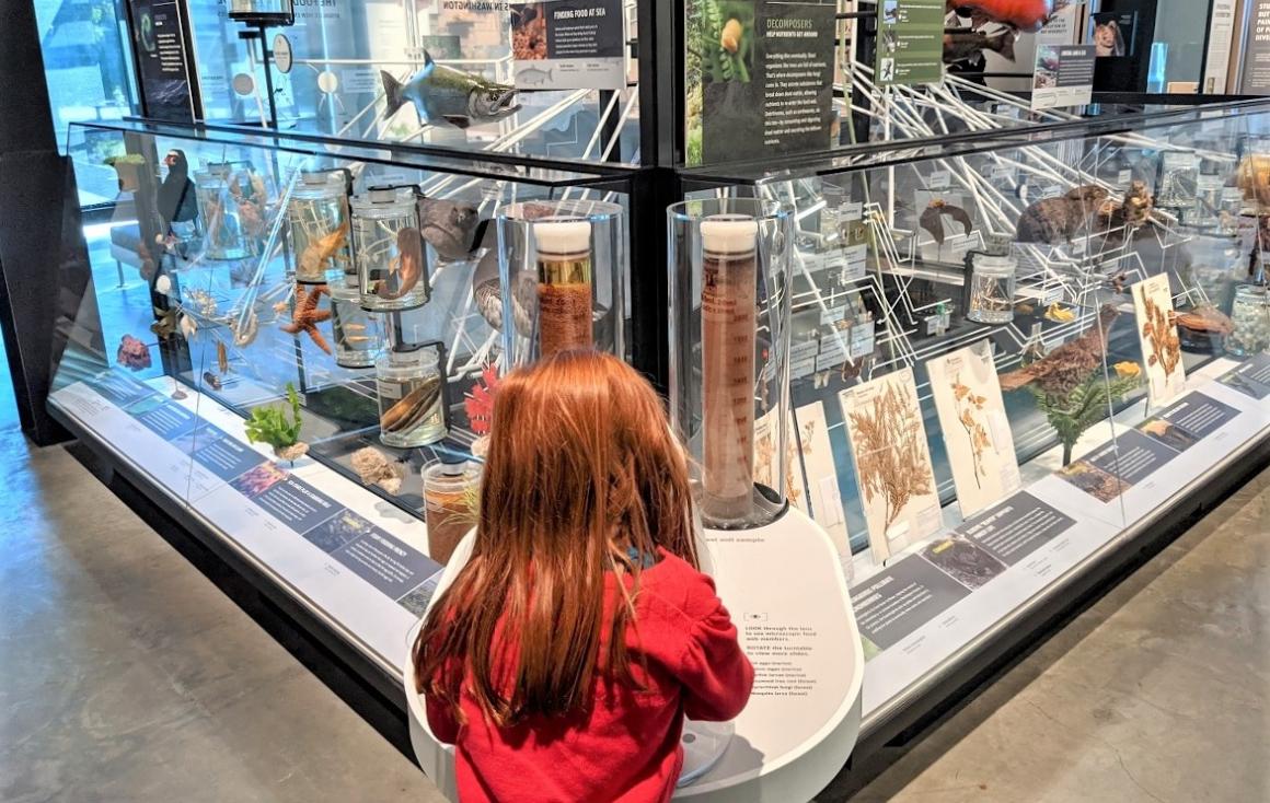 A child looks at specimens on display at Seattle's Burke Museum of Naturali History and Culture dinos and fun for young kids
