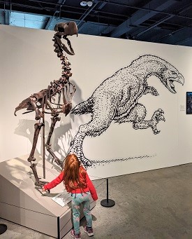Young girl looking up at a dinosaur skeleton on display at Seattle’s Burke Museum best things to do at the Burke with young kids