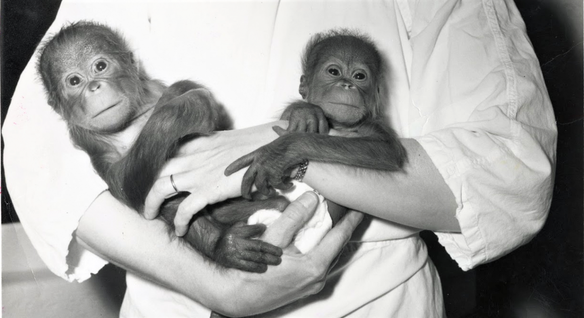 Baby Chinta and twin Towan in 1968