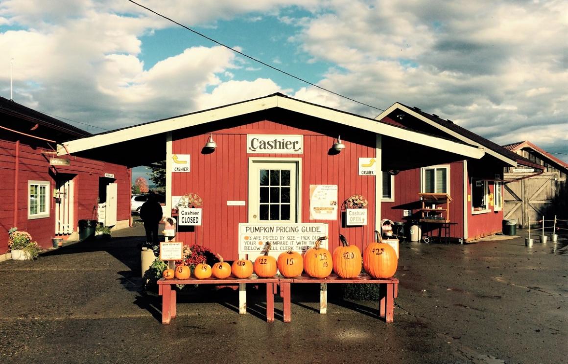 View of red barn at Craven Farm pumpkin farm in Snohomish, Washington, fall destination. Pumpkins are lined up in front of the barn.
