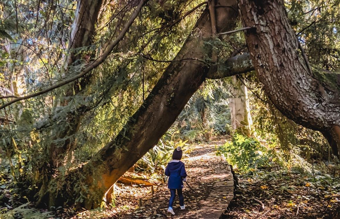 Child hiking on a boardwalk under a tree at Discovery Park's Wolf Tree Nature Trail big parks to play in around Seattle