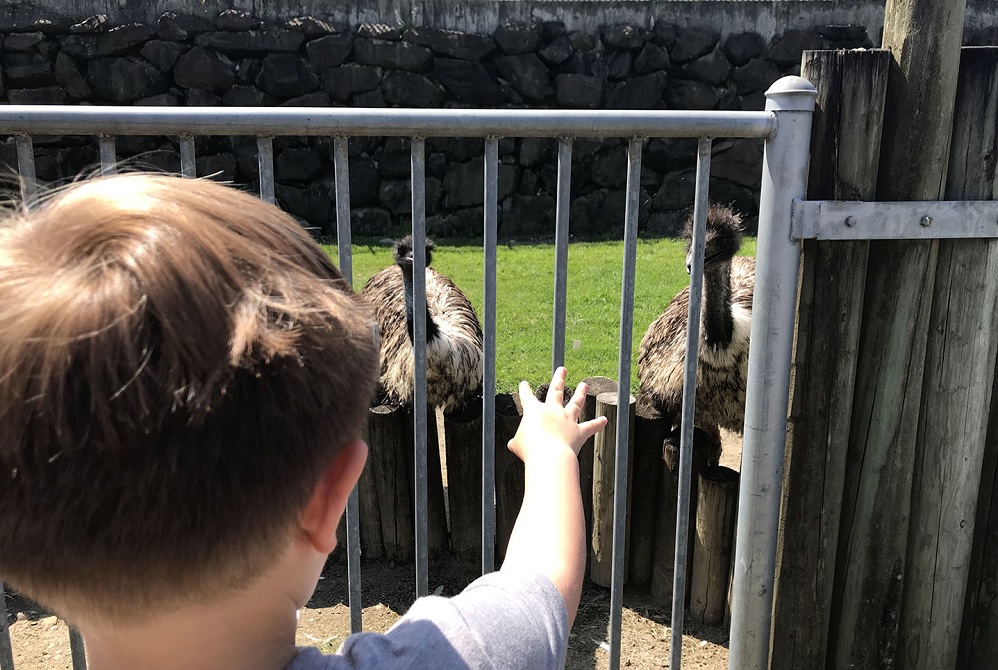 Emus-at-Cougar-Mountain-Zoo