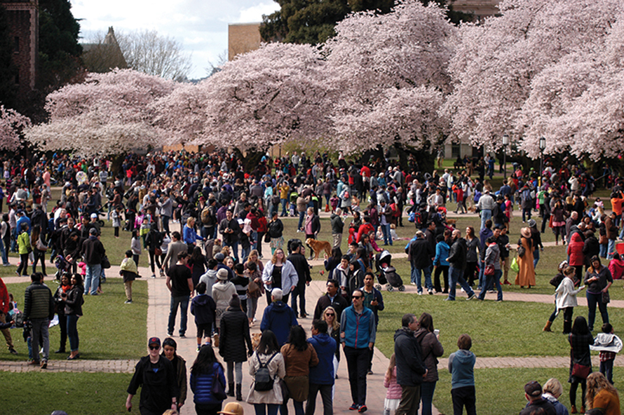 uw quad cherry blossoms crowd