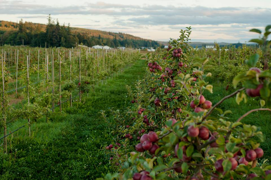 finnriver apple orchard