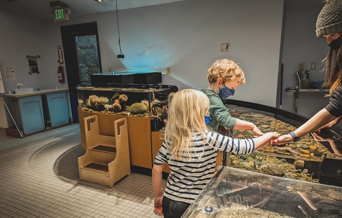 Kids visiting the Padilla Bay Brazeale Interpretive Center’s touch tanks fun for families all year round Skagit Valley Washington