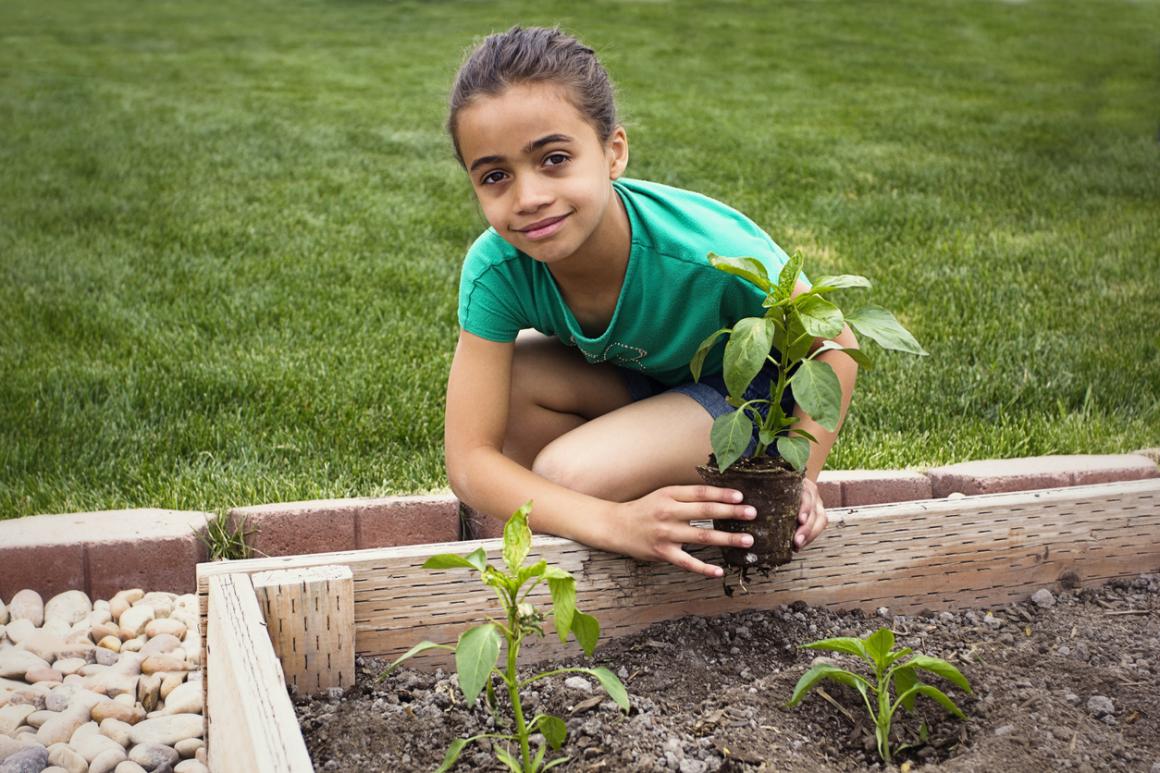 girl planting green pepper start in raised bed garden box spring seattle