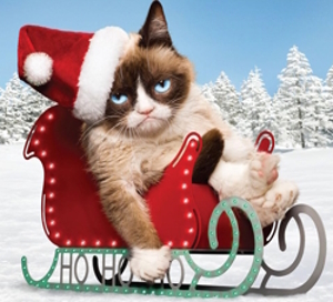 grump cat in a sled