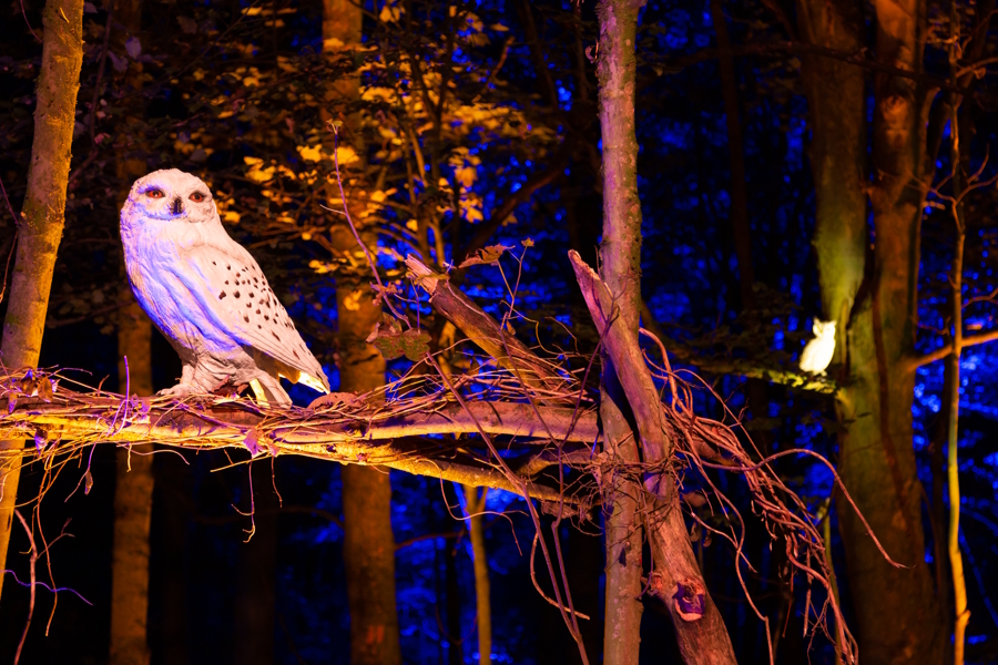Hedwig at Harry Potter: A Forbidden Forest Experience