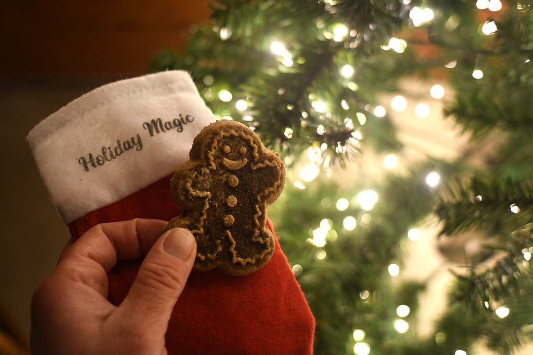 A hand holds a gingerbread cookie by a small stocking treats and gifts at holiday magic at the fair