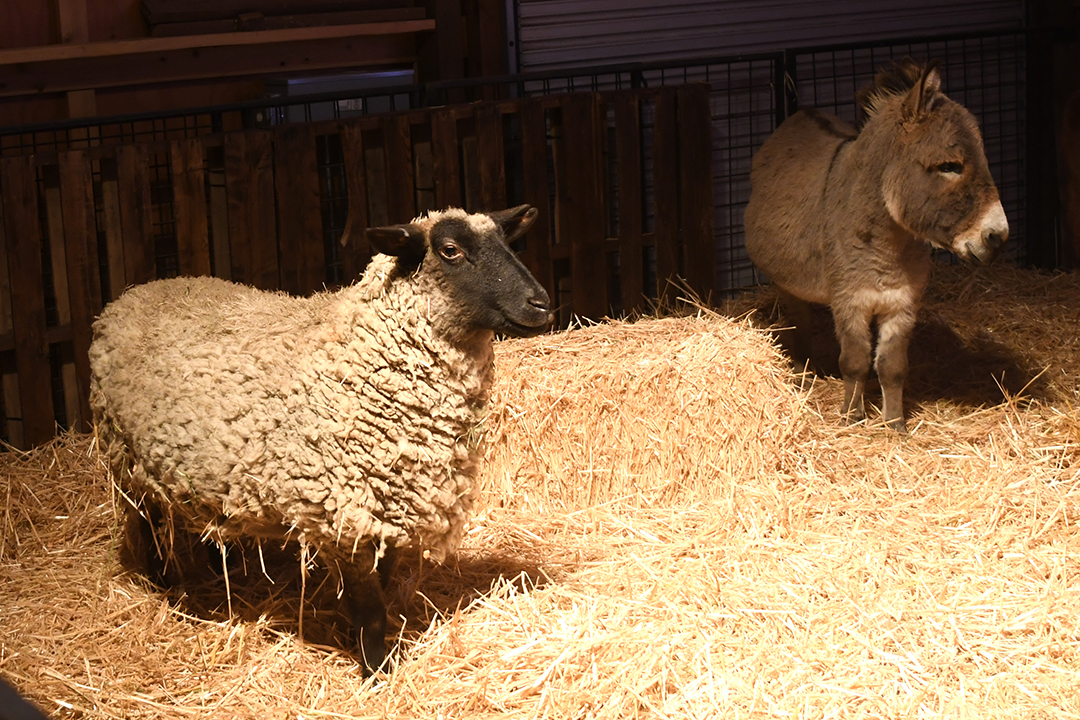 A sheep and a miniature donkey are in the manger living nativity scene at Holiday Magic at the Fair holiday family event