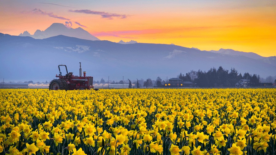 a tractor in a daffodil field with Mount Baker in the background