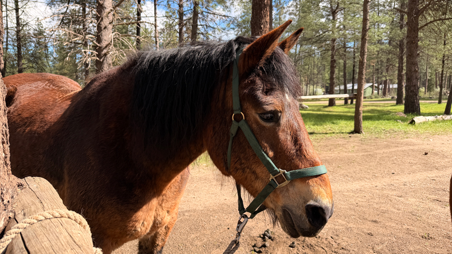 close-up photo of horse you can ride in Leavenworth with kids