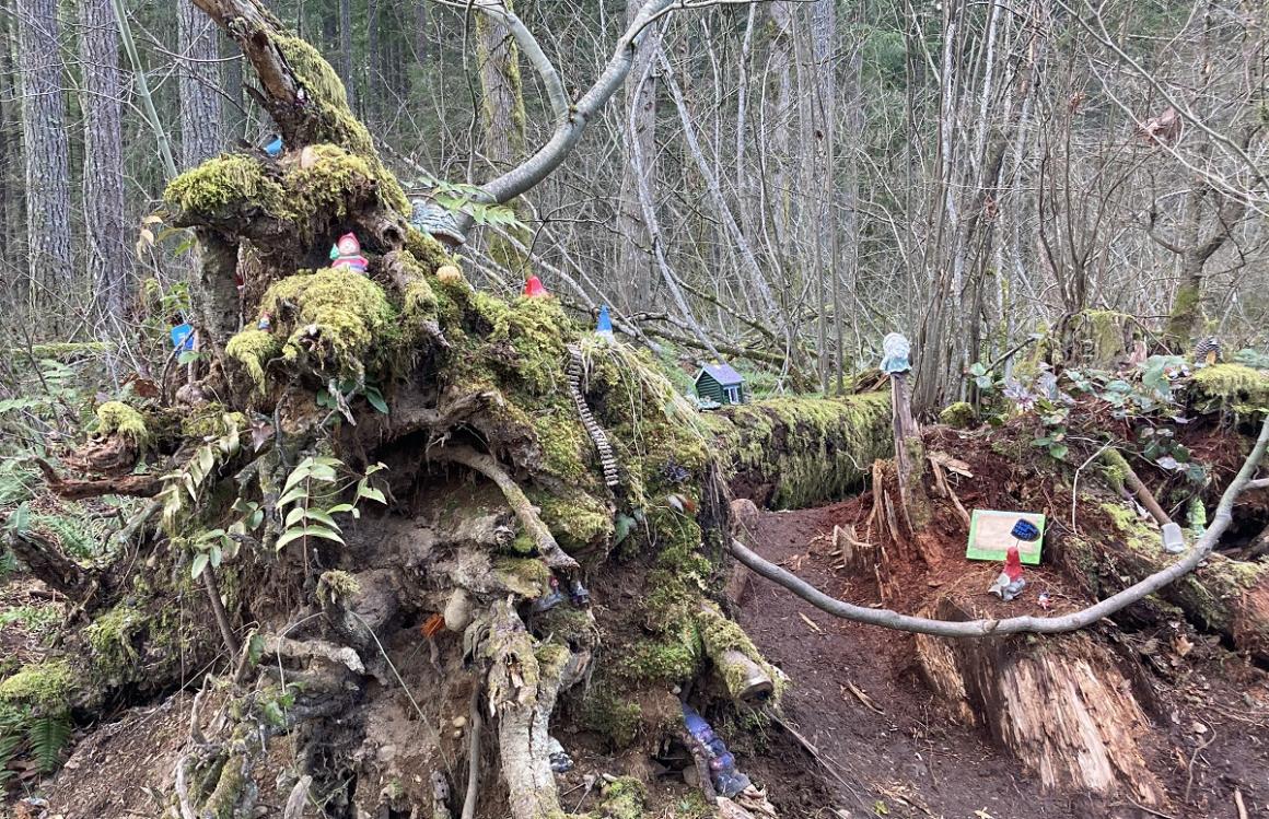 Maple Valley gnome trail big pile of gnomes on a stump nurse log fun for seattle area families kids