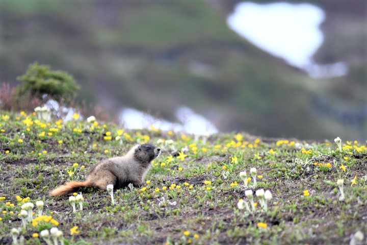 Marmot-Paradise-Mount-Rainier-family-getaway-adventure-fun