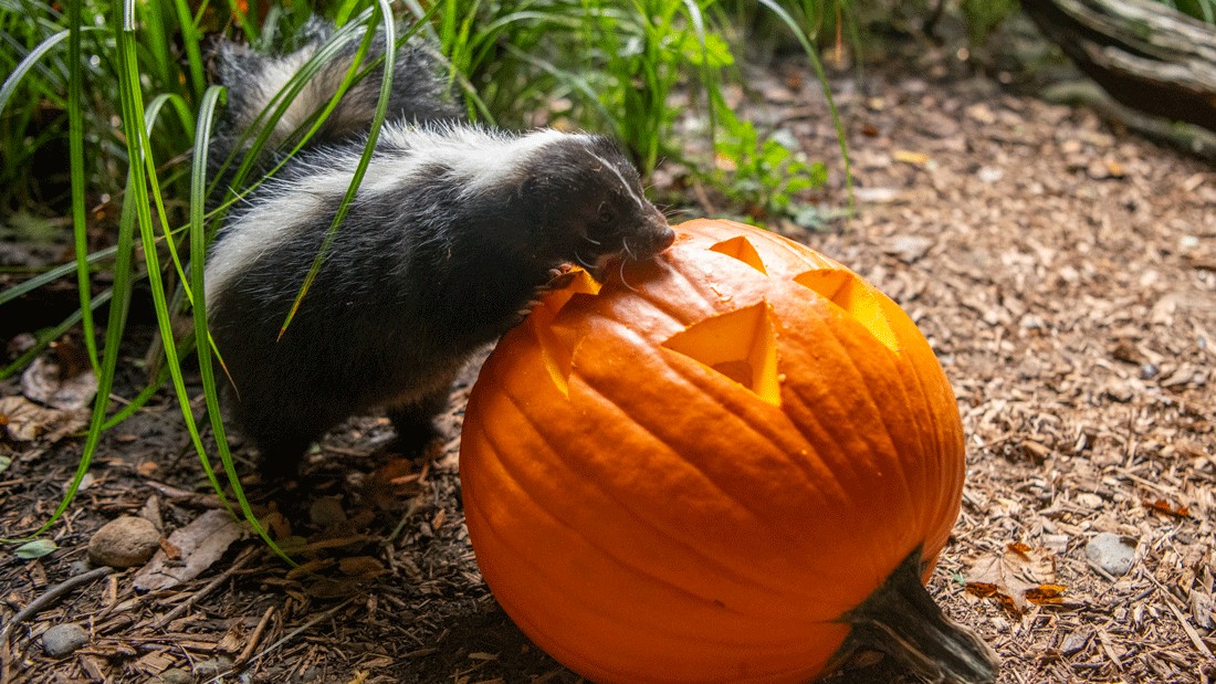 skunk eating a pumpkin during a seasonal Chomp & Stomp at NW Trek