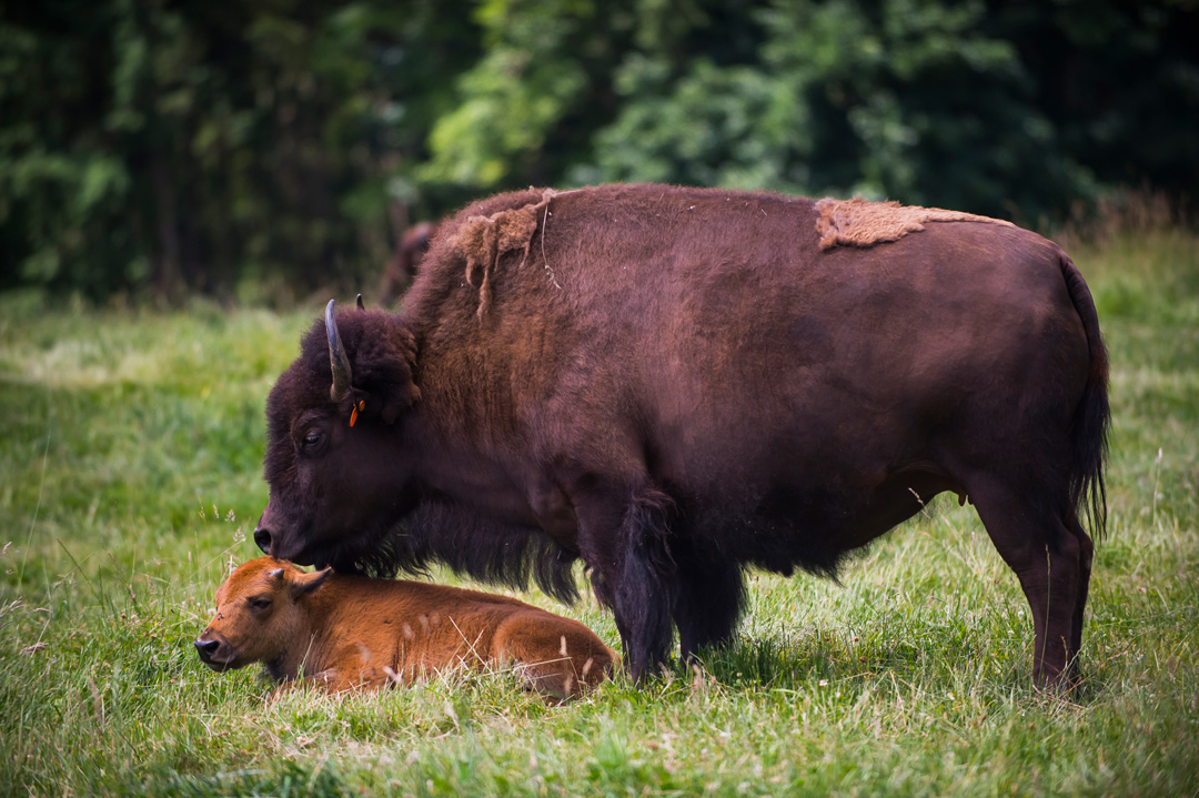 northwest trek bison calf and mom new wild drive driving tours quarantine
