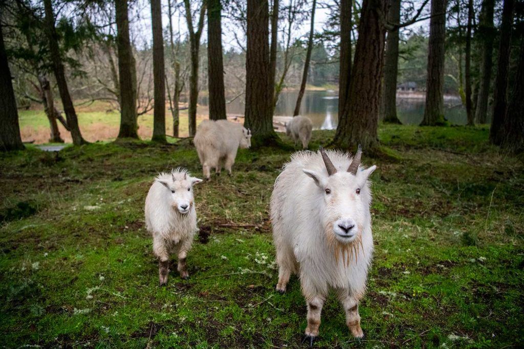 mountain goats northwest trek animal driving tours now open seattle washington kids families