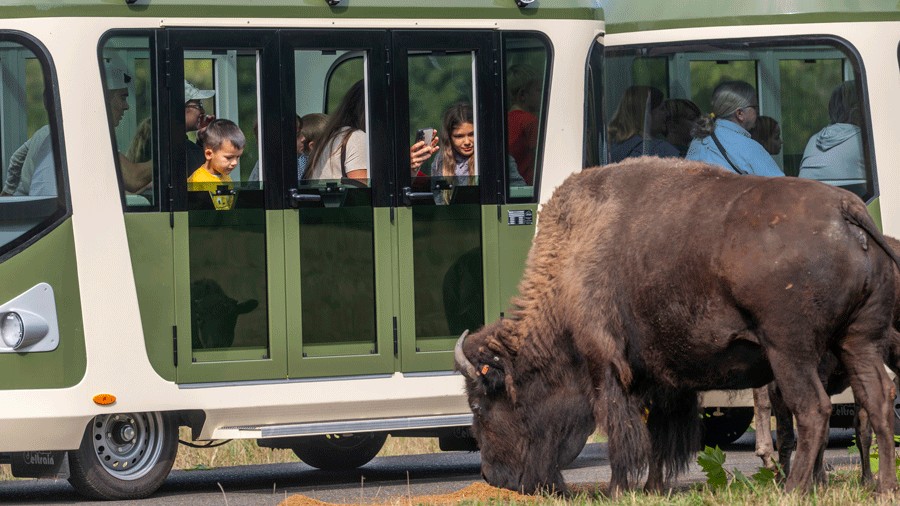 electric tram with passengers taking photos of bison on a tour at Northwest Trek Wildlife Park