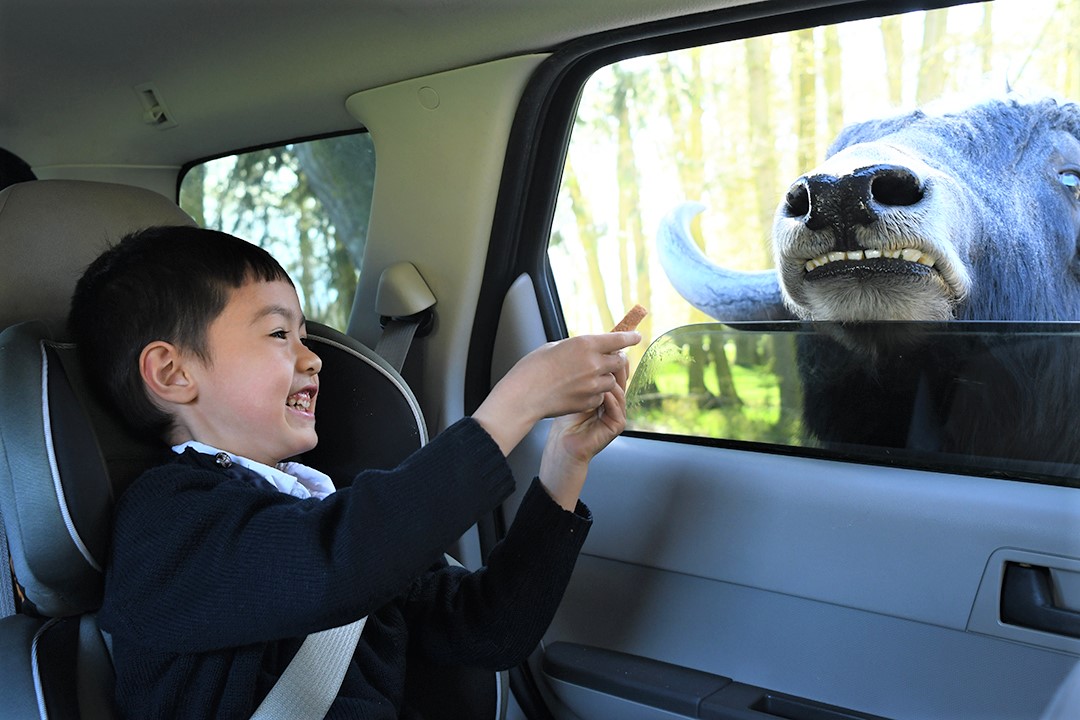Kid feeding animal from the car window at Olympic Game Farm in Sequim
