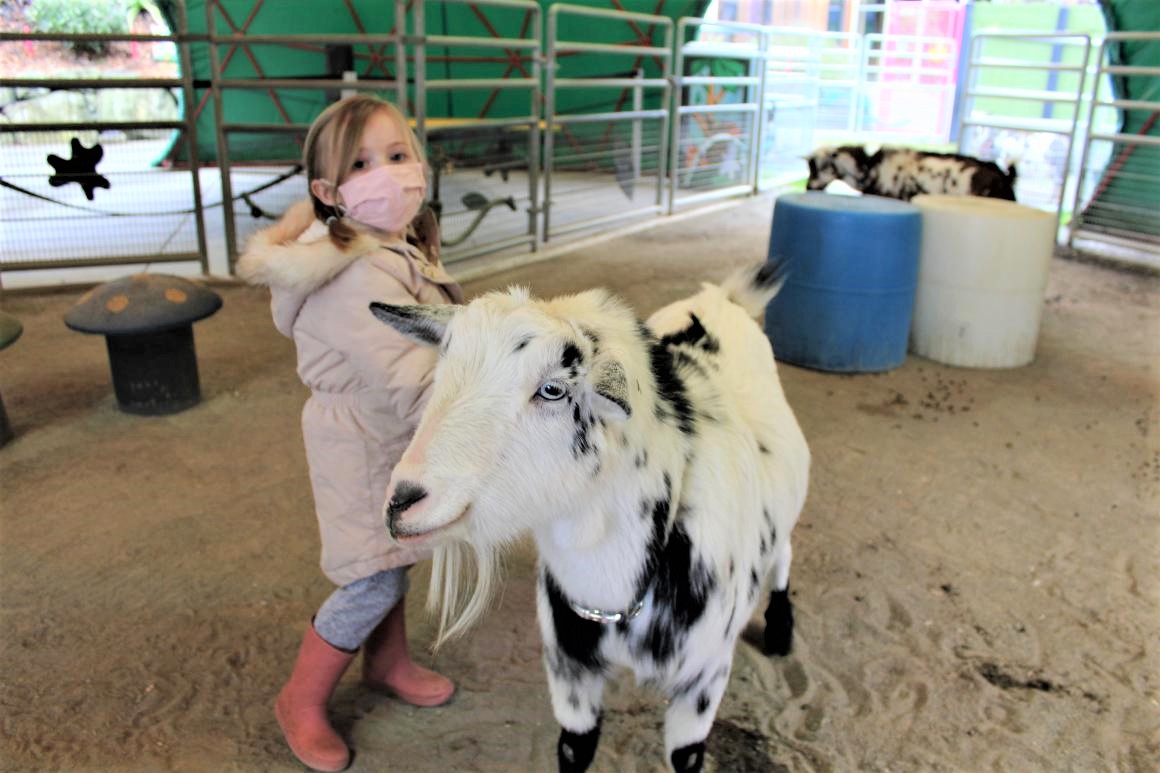 Girl in mask grooming Nigerian dwarf goat at Point Defiance Zoo's Groovy Goats private family animal encounter
