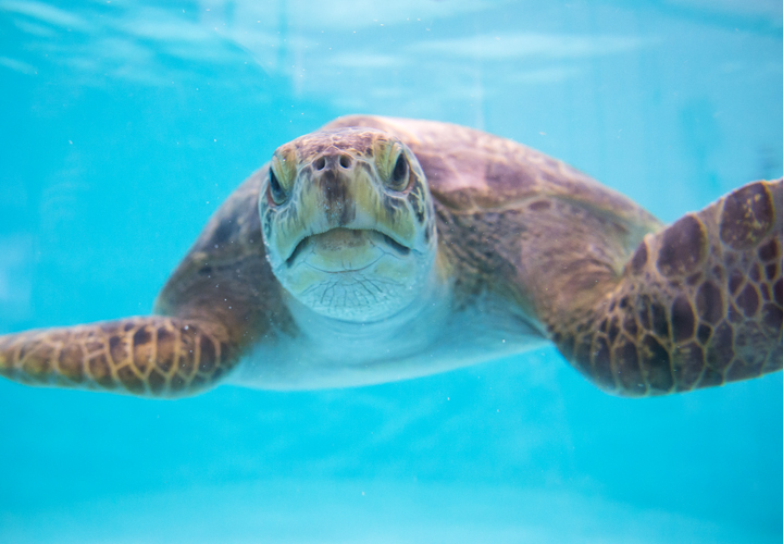 Pacific-Seas-Aquarium-sea-turtle-PDZA-Tacoma