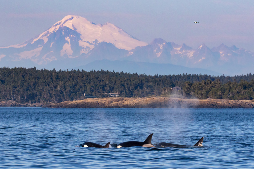 san juan safaris orca whales