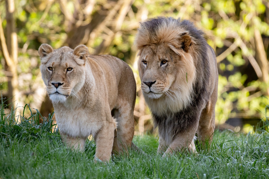 lions at Woodland Park Zoo in Seattle