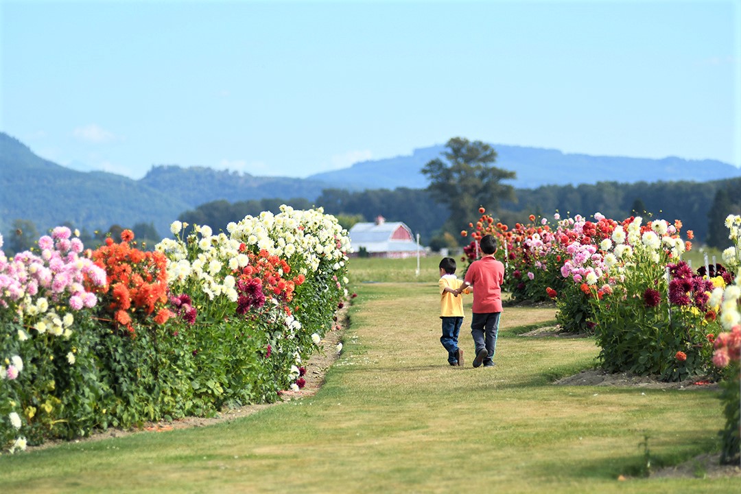 Boys strolling the dahlia gardens at Roozengaarde in Mount Vernon, Wash., with a red barn and mountains in the distance