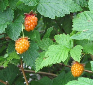 salmonberries growing in puget sound area woods foraging snacks