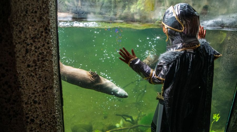 A young boy in costume watches an otter swim after hours at NW Trek's Hoot and Howl.