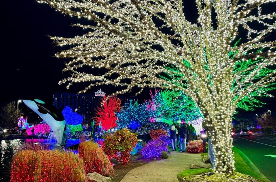 trees with millions of holiday lights at Tulalip Lights and Ice