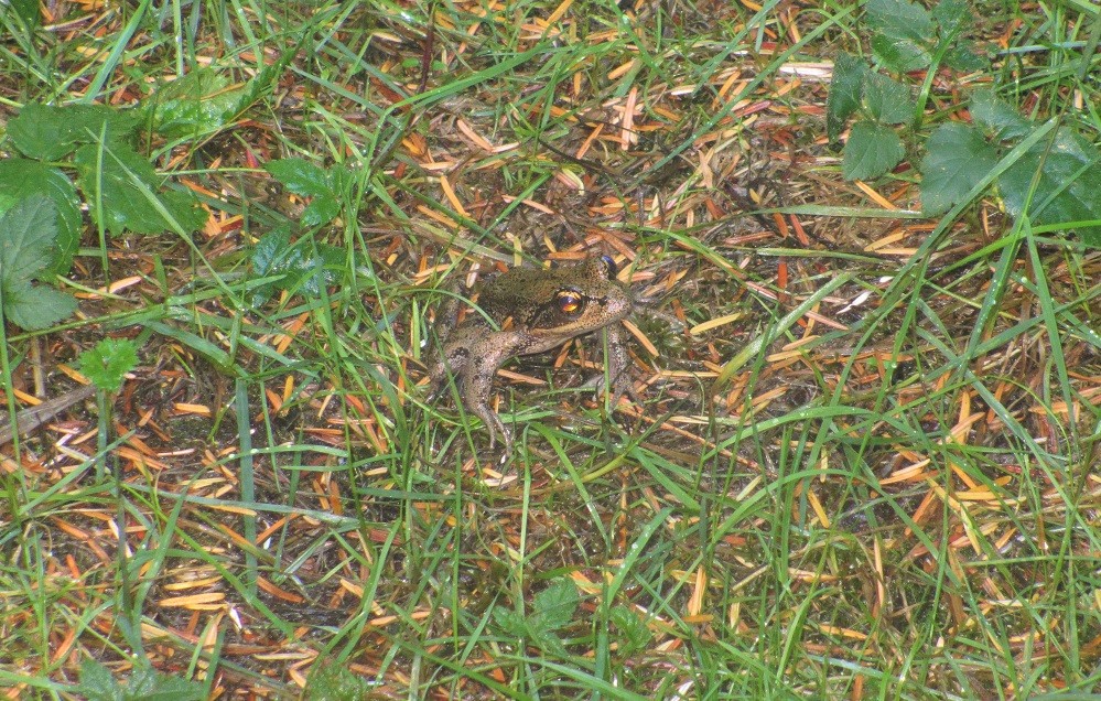 Frog at Shadow Lake preserve