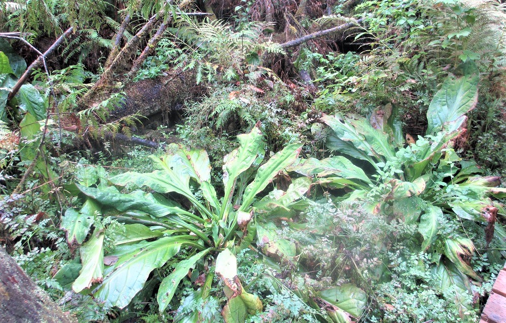 Shadow Lake bog plants