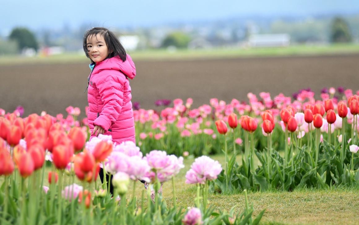 Cute girl in pink coat stands among pink tulips in the RoozenGaarde fields during the 2018 Skagit Valley Tulip Festival