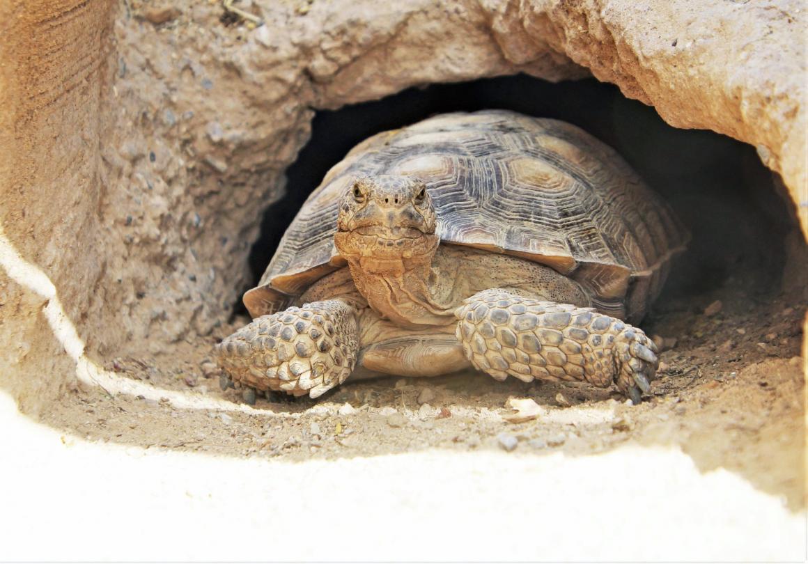 Mojave Max famous desert tortoise lives at Springs Preserve near Las Vegas Nevada one of the best sunny destinations Seattle families can reach in one nonstop flight