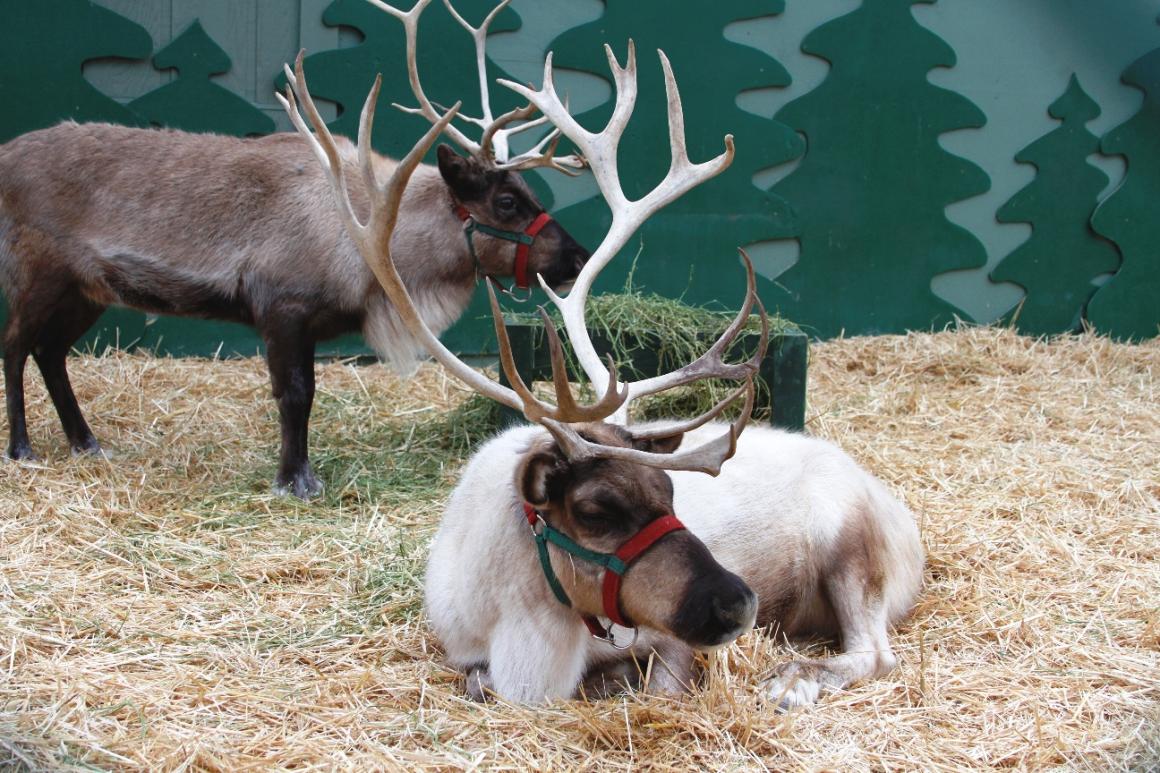 swansons nursery reindeer festival