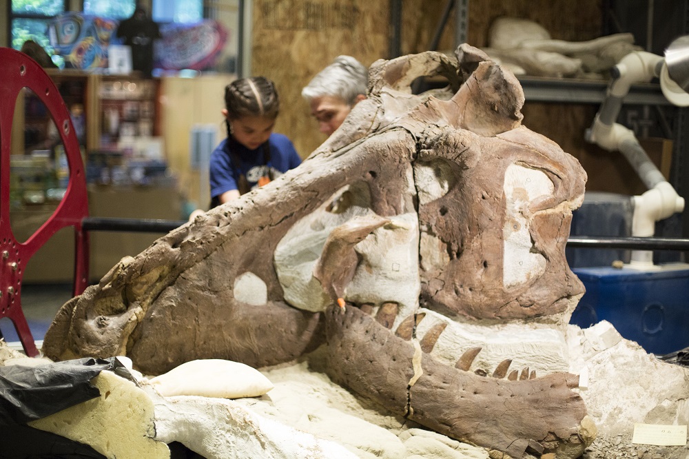 T. rex skull at the Burke Museum