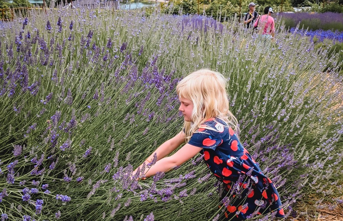 Young blonde girl in blue dress leaning over lavender flowers at Vashon Island’s Lavender Hill Farm 