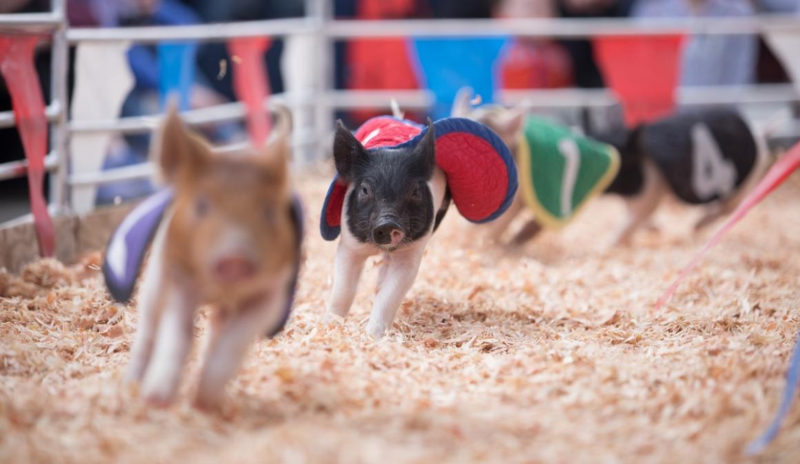 Washington State Fair racing pigs credit Patrick Hagerty