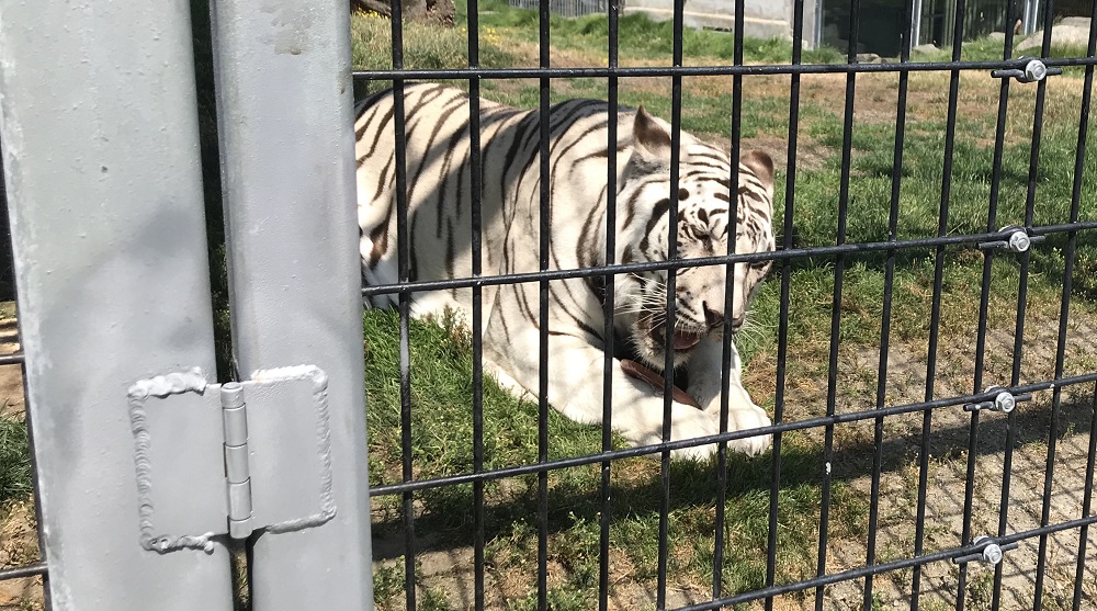 Bengal-tiger-Cougar-Mountain-zoo-big-cats