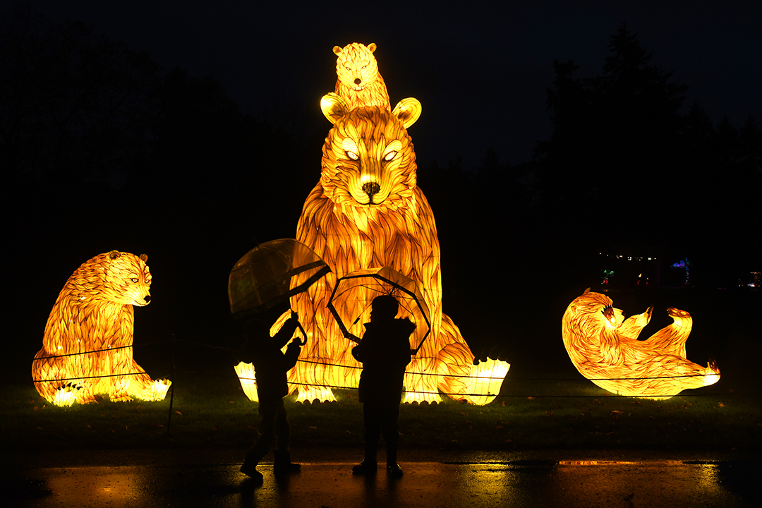 Bear family of lanterns at Woodland Park Zoo WildLanterns Seattle light show
