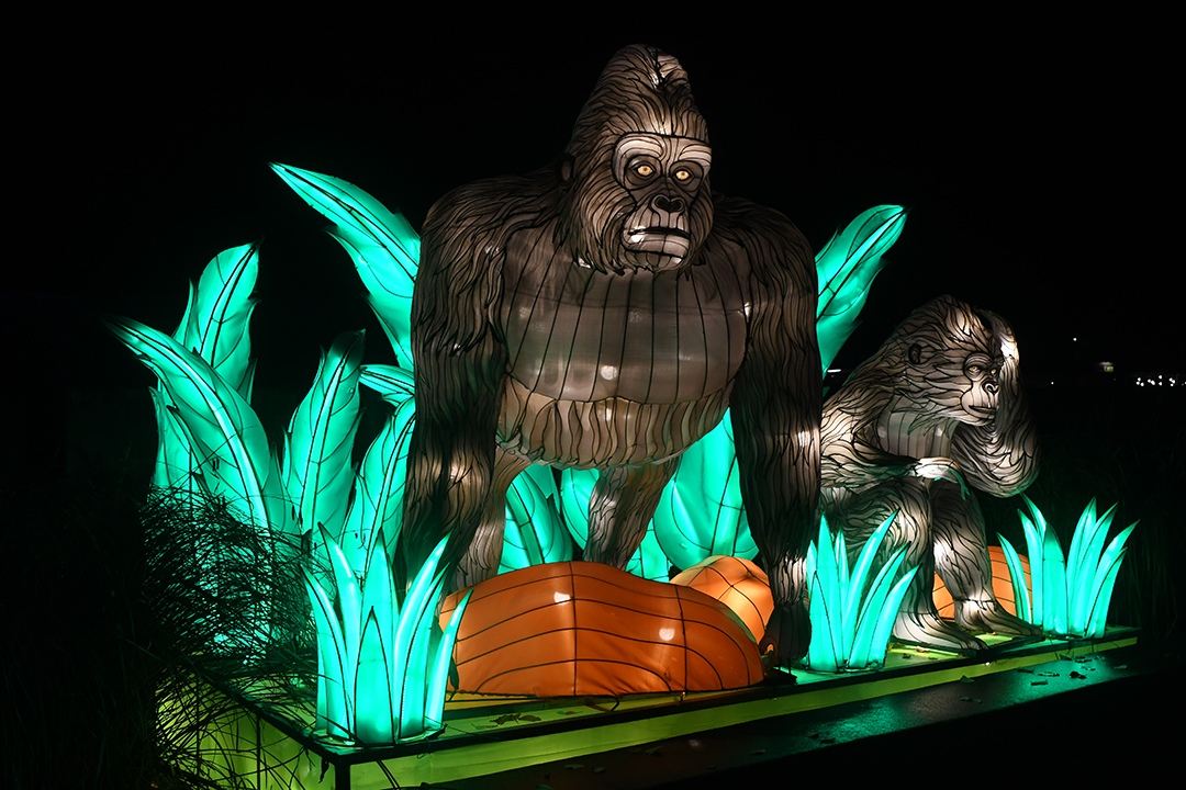 Gorilla lanterns at Seattle Woodland Park Zoo WildLanterns holiday light show 2020