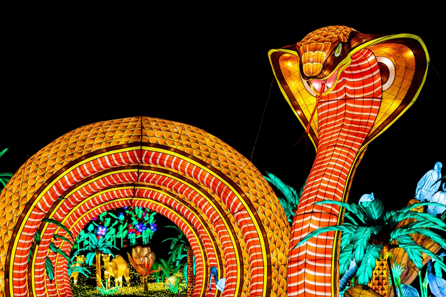a large lantern in the shape of an orange snake at WildLanters