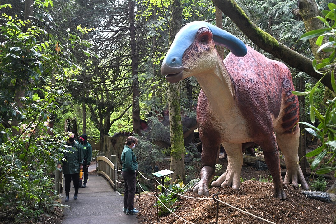 Zoo staff check out parasaurolphus at Woodland Park Zoo's Dinosaur Discovery summer exhibit