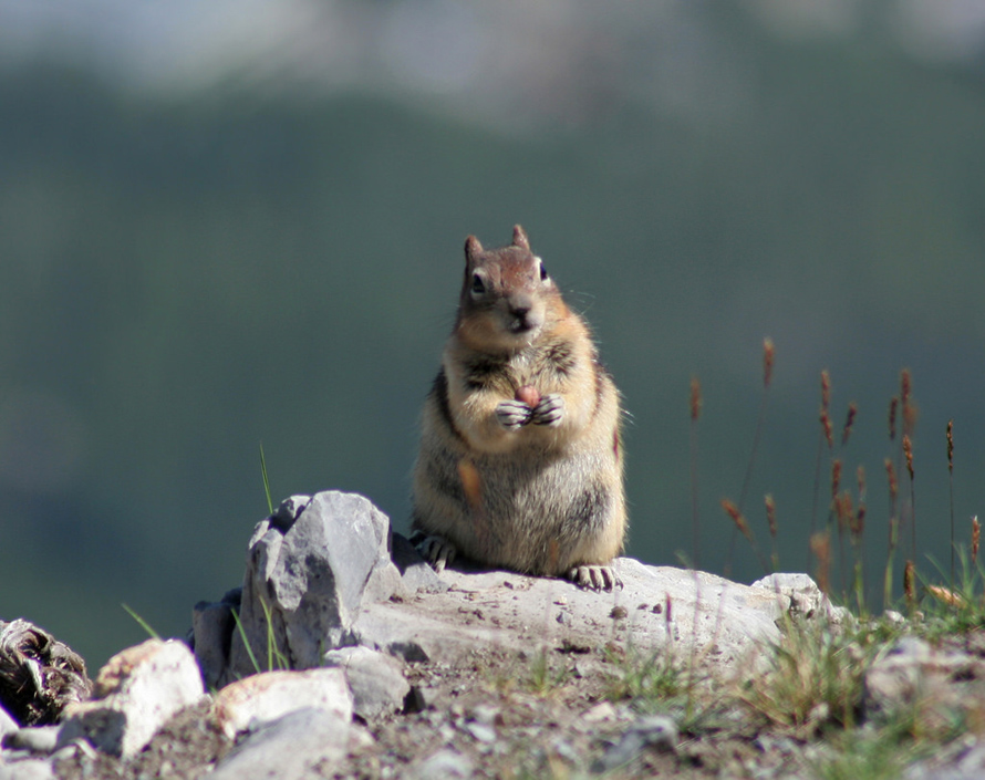 squirrel at banff