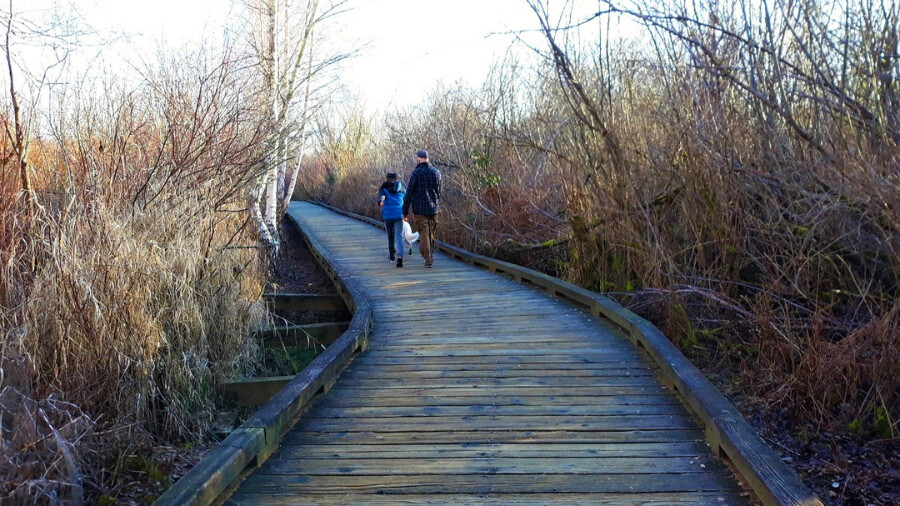 A dad and tween son walk the boardwalk trails of Mercer Slough during winter, they're walking away from the camera with a white dog