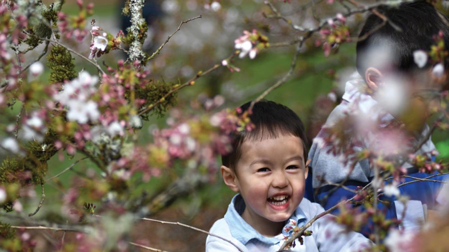 boy with cherry blossoms